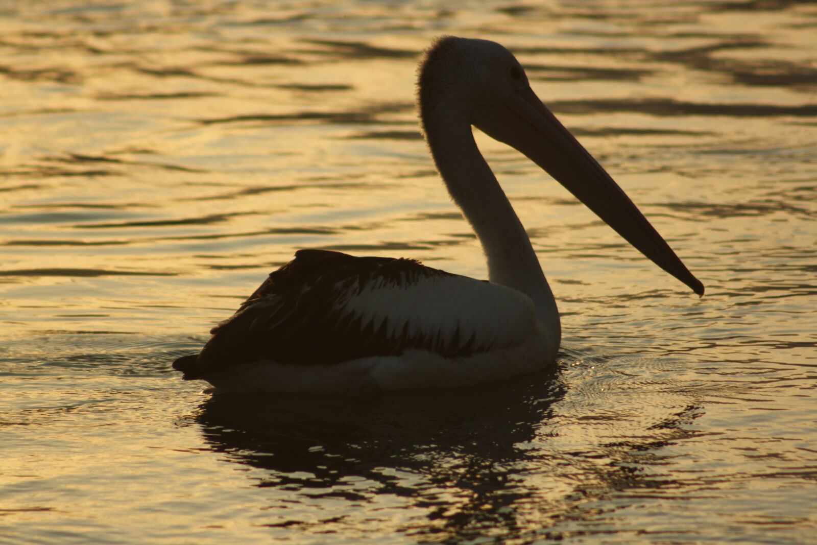Canon EOS 1000D (EOS Digital Rebel XS / EOS Kiss F) sample photo. Pelican, sunset, water photography