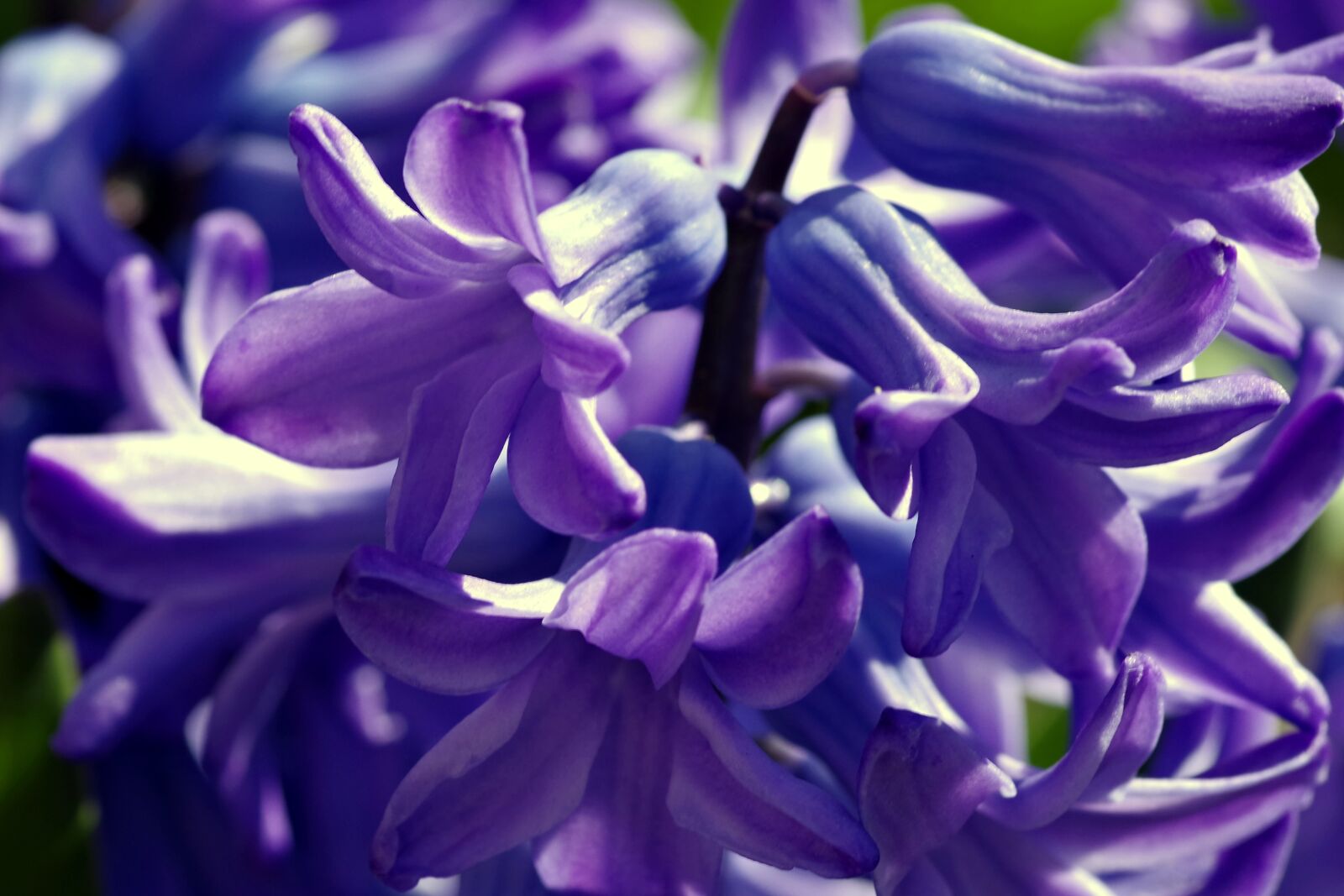 Pentax K-S2 sample photo. Hyacinth, flower, spring photography