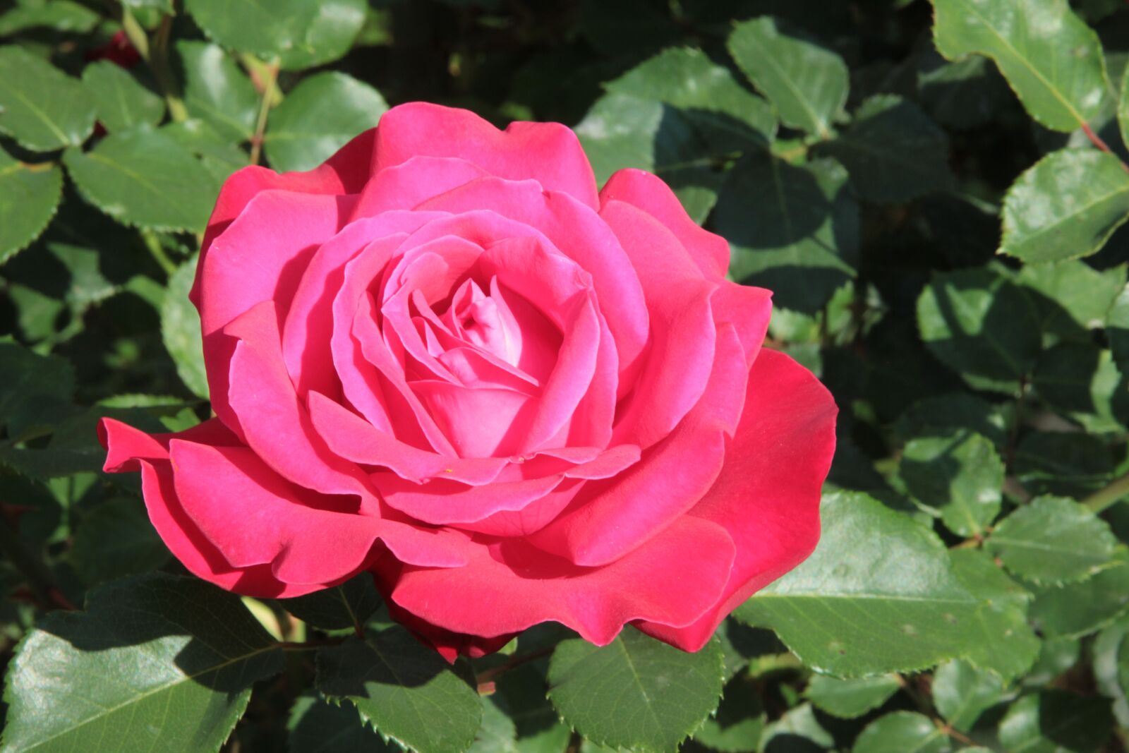 Canon EOS 550D (EOS Rebel T2i / EOS Kiss X4) sample photo. Rose, roses, flower photography