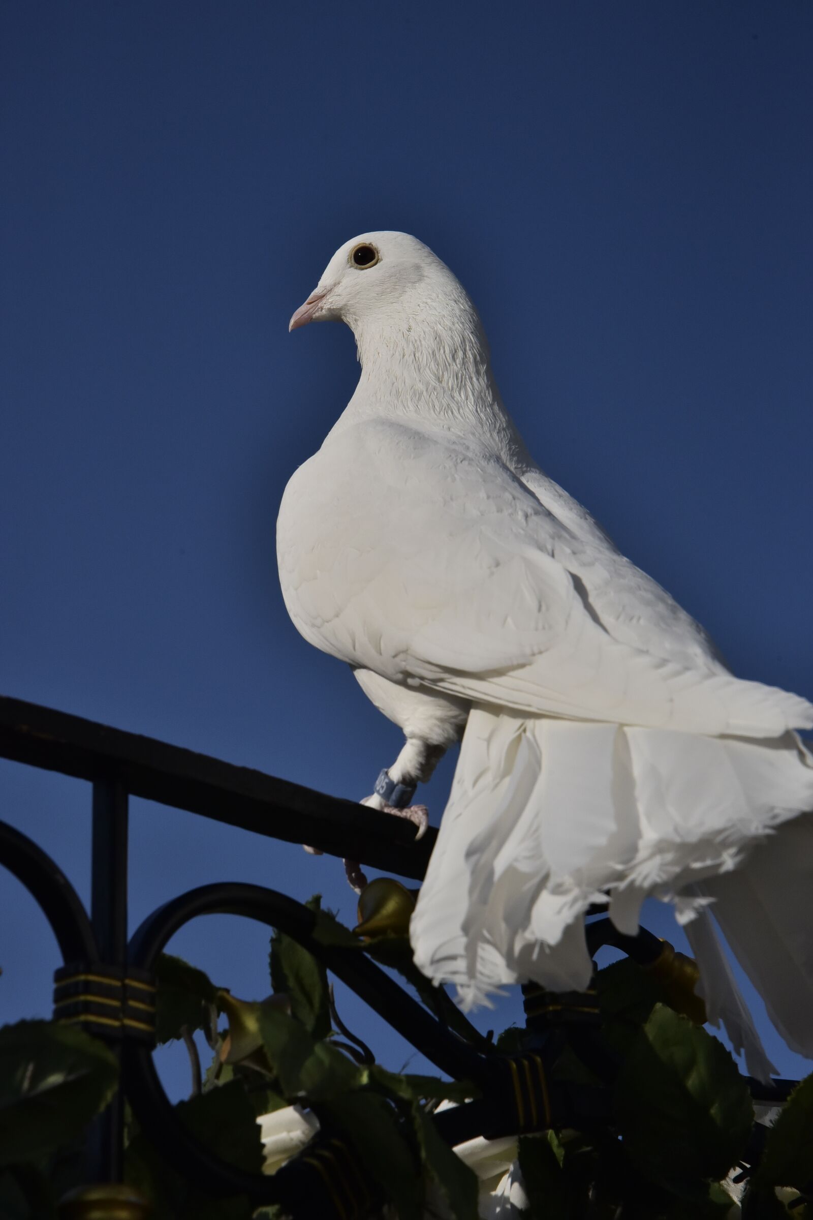Nikon D750 sample photo. Bird, dove, animal photography