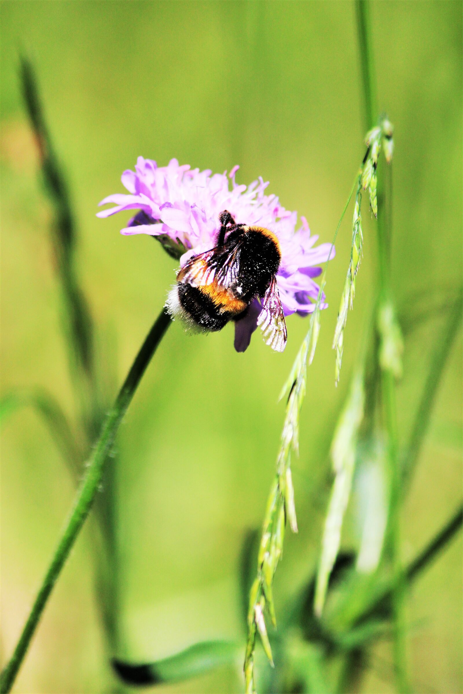 Canon EOS 600D (Rebel EOS T3i / EOS Kiss X5) sample photo. Bumblebees, grasses, nature photography