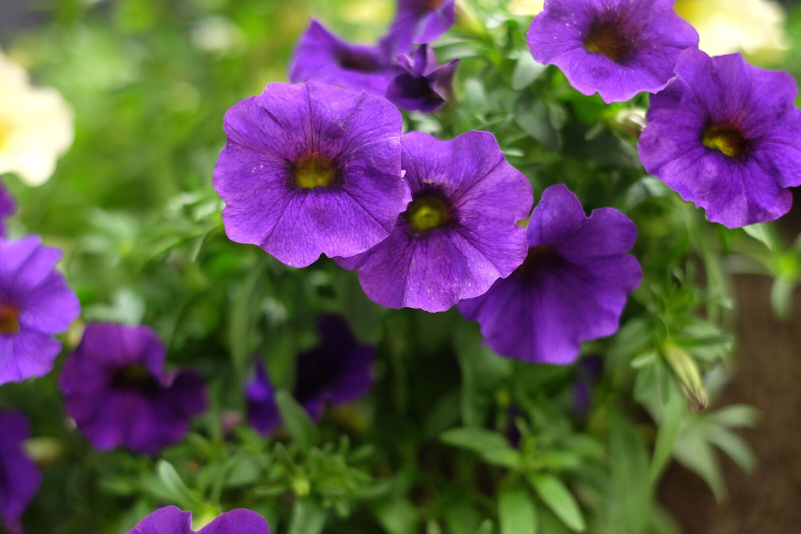 Fujifilm X-T10 + Fujifilm XF 35mm F1.4 R sample photo. Purple flowers, purple, green photography