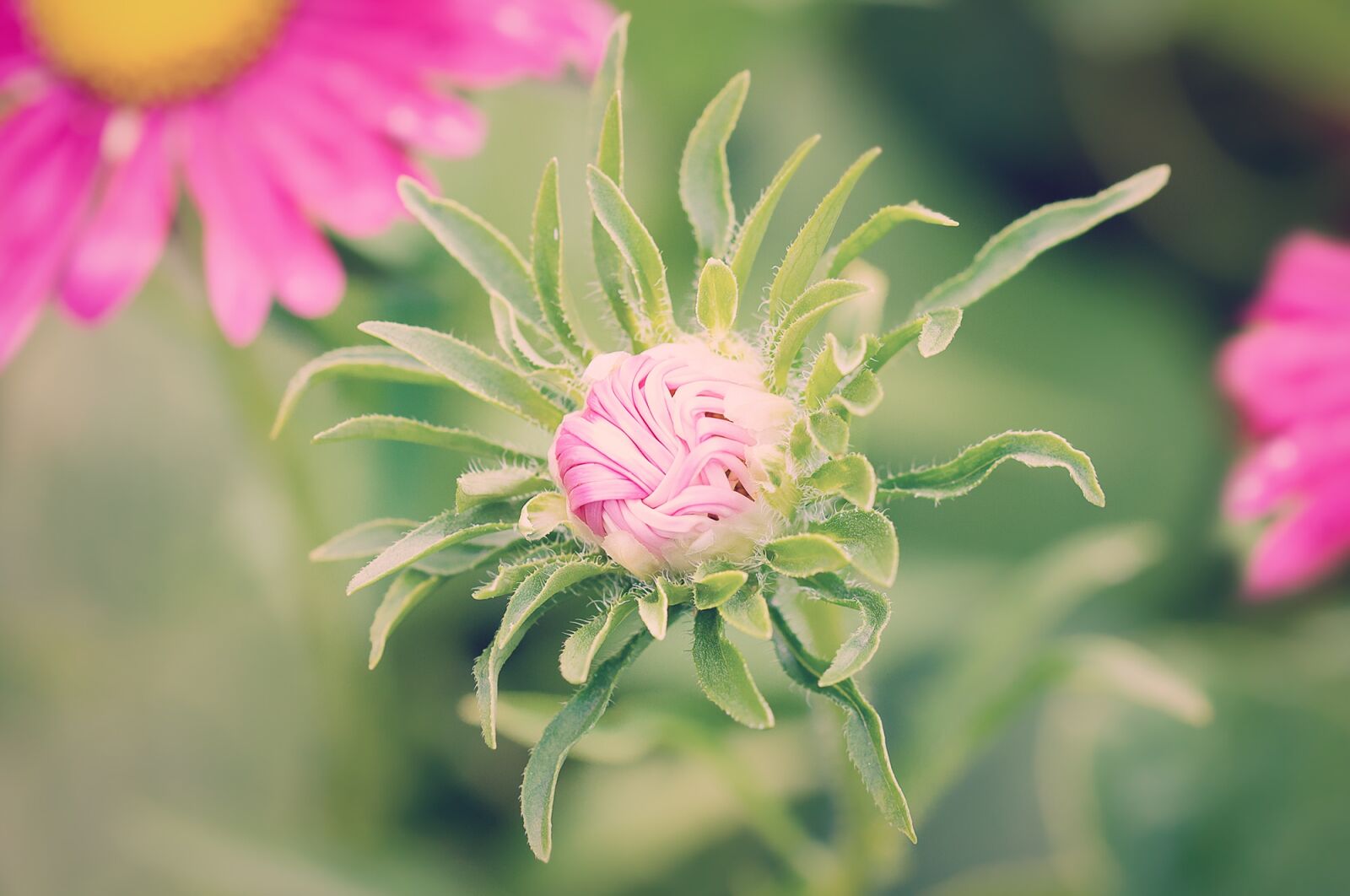 Nikon D90 sample photo. Bud, flower, plant photography