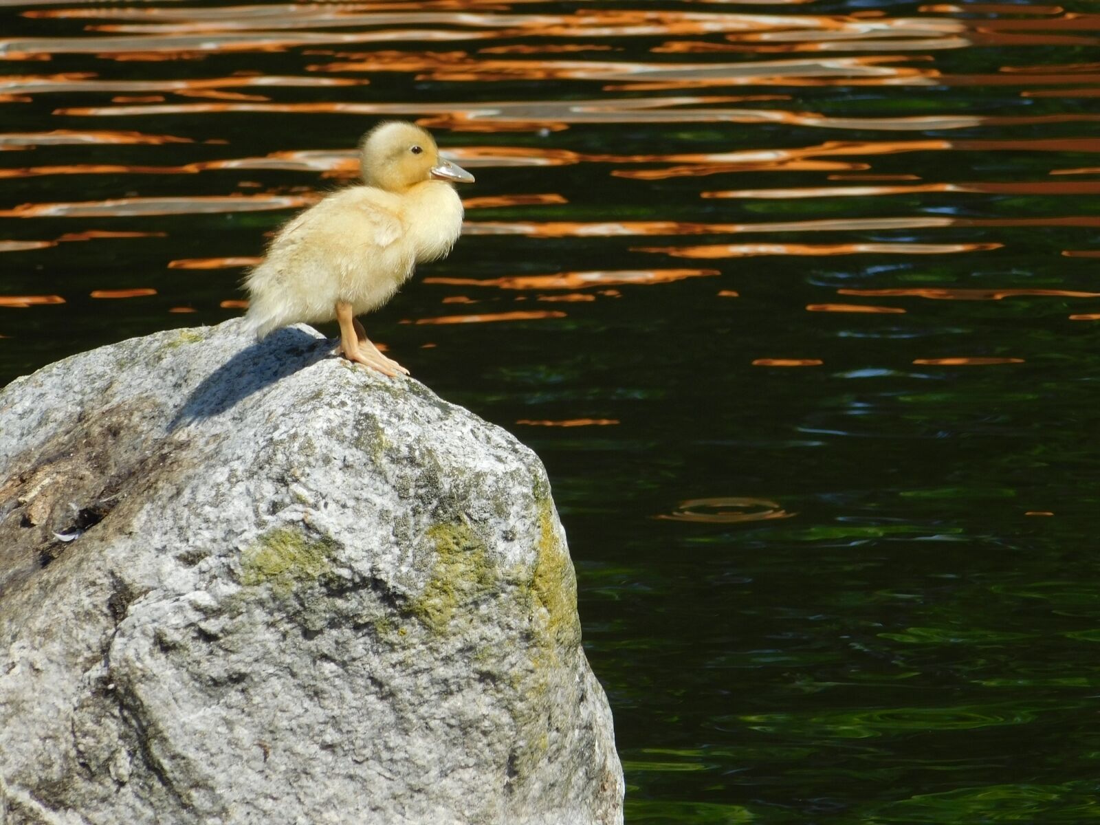 Nikon Coolpix L840 sample photo. Duckling, lonely, water photography