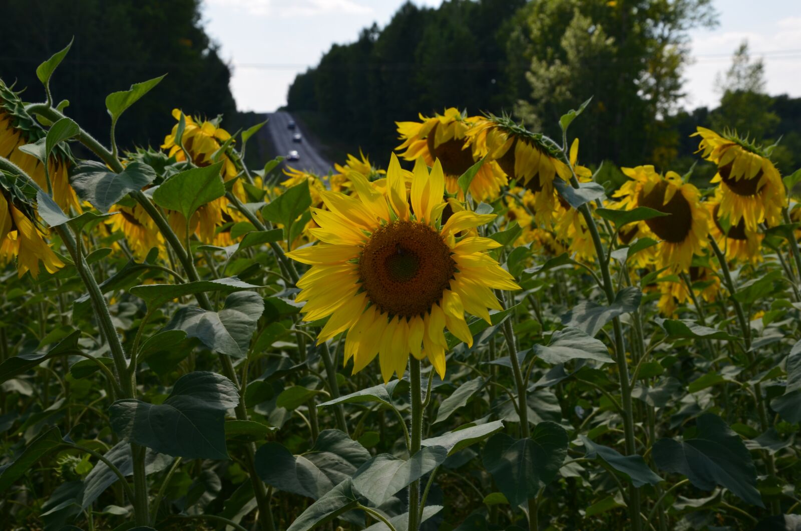 Nikon D5100 sample photo. цветок, флора, поле photography