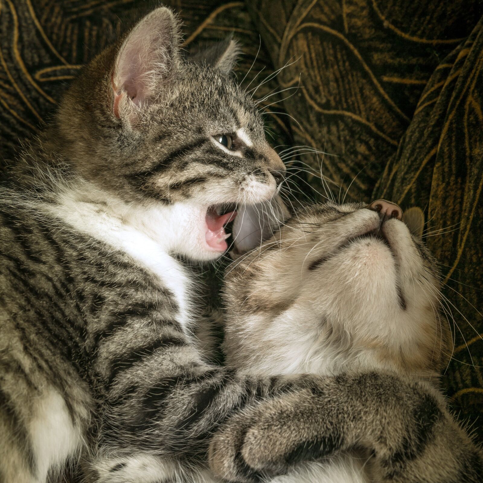 30mm F1.4 DC DN | Contemporary 016 sample photo. Cat, two, friendship photography