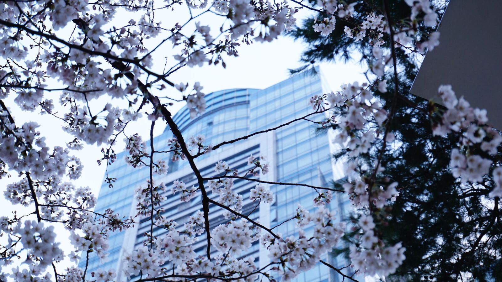 Sony E 16-50mm F3.5-5.6 PZ OSS sample photo. Cherry blossom, spring, city photography