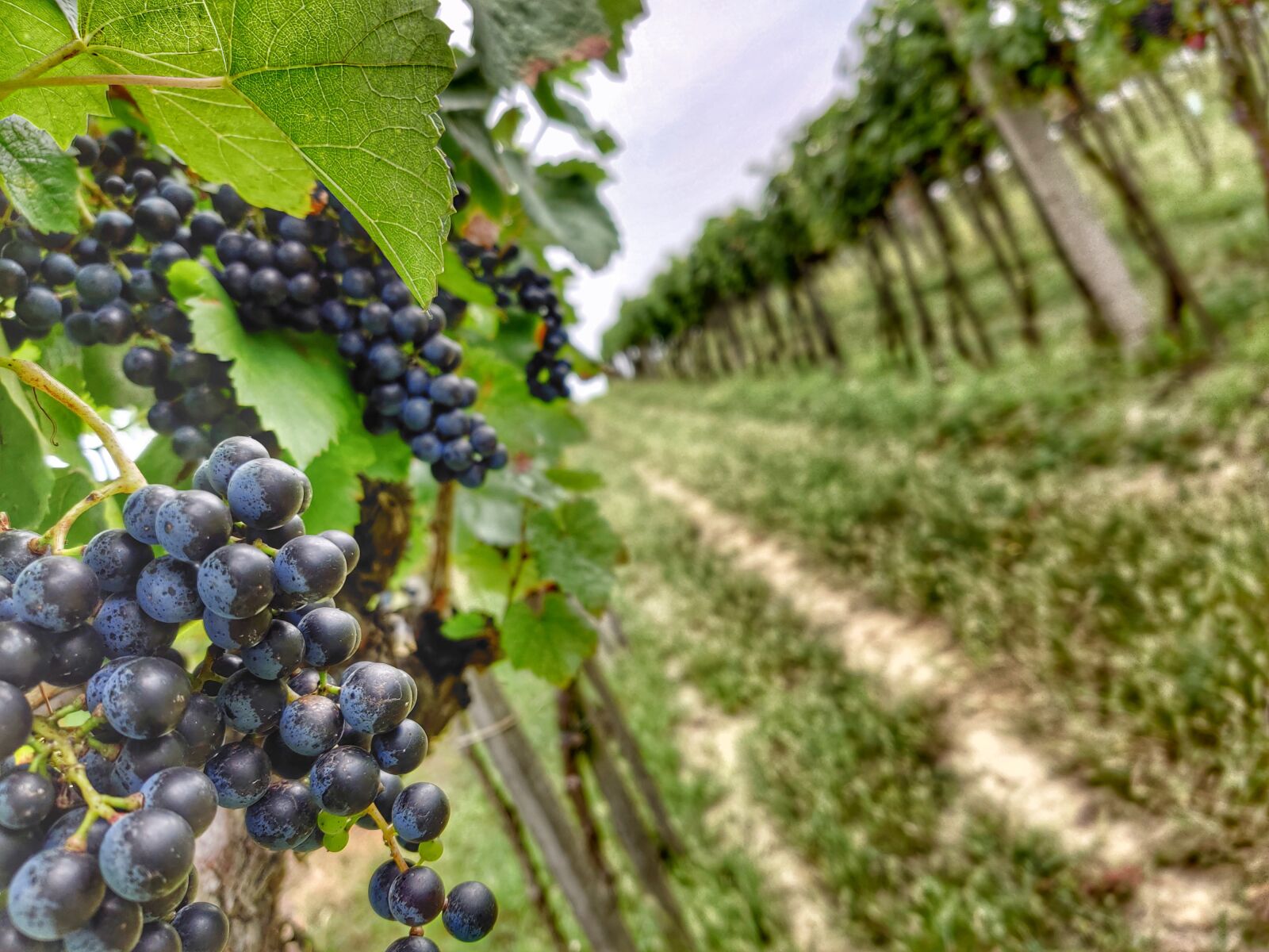 OnePlus GM1913 sample photo. Grapes, vine, field photography