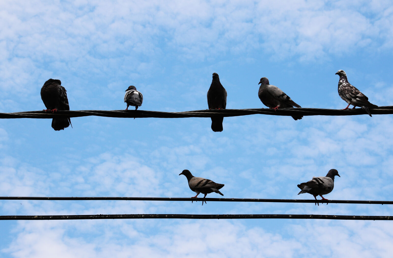 Canon EOS 7D Mark II sample photo. Birds, on, electric, wires photography