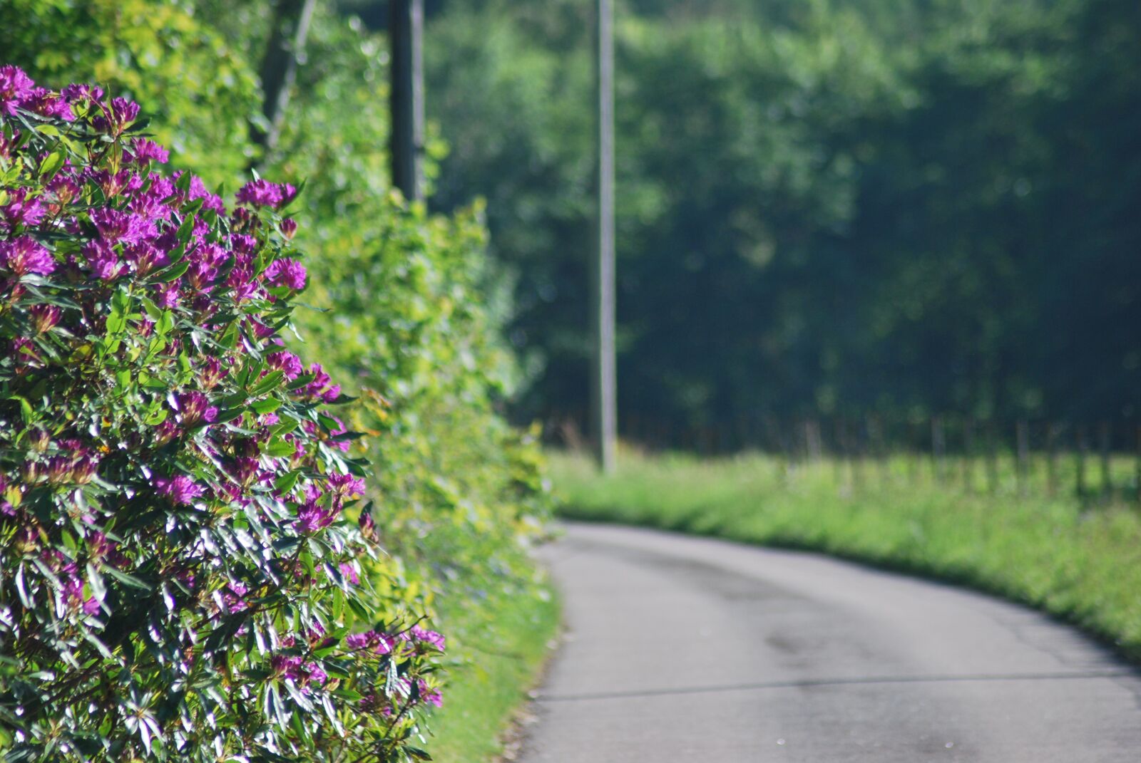 Nikon D60 sample photo. Flowers, road, spring photography