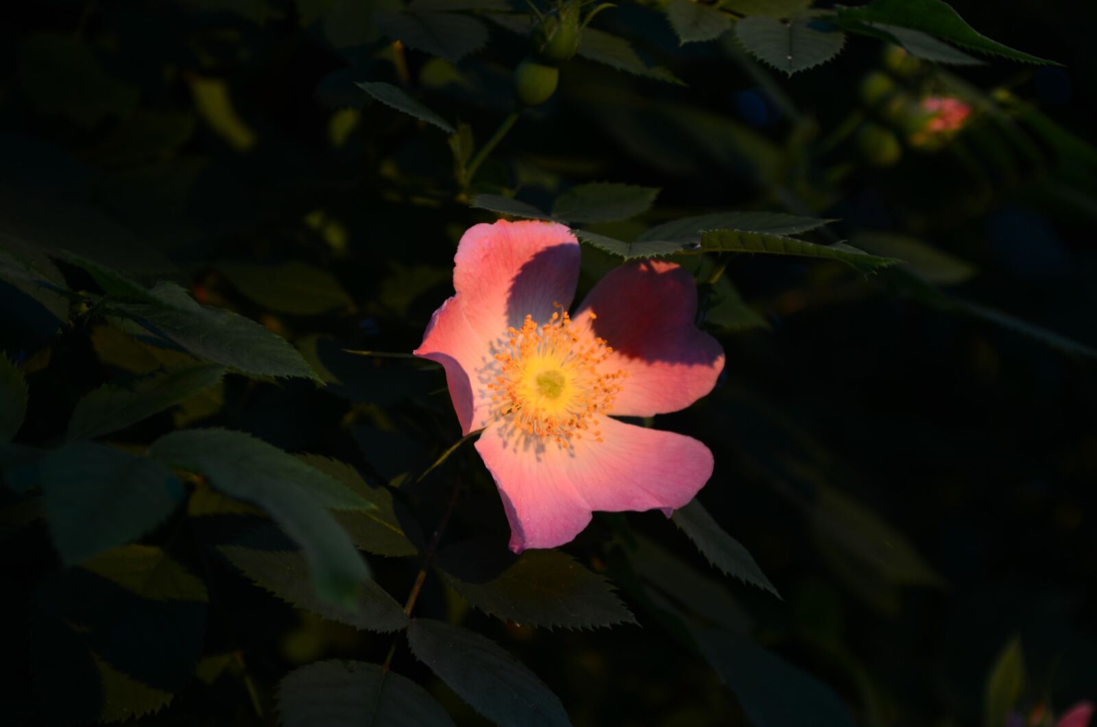 Nikon D5100 sample photo. Flower, rose hip, pink photography