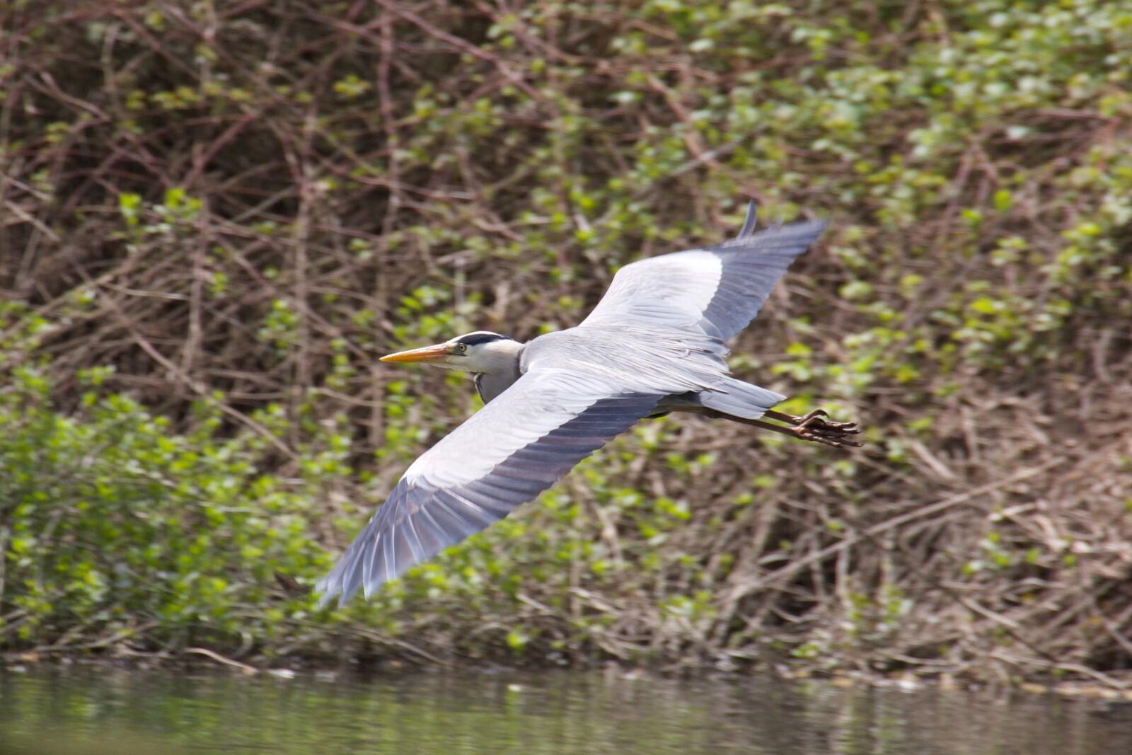 Canon EOS 5D Mark III sample photo. Water, bird, nature photography