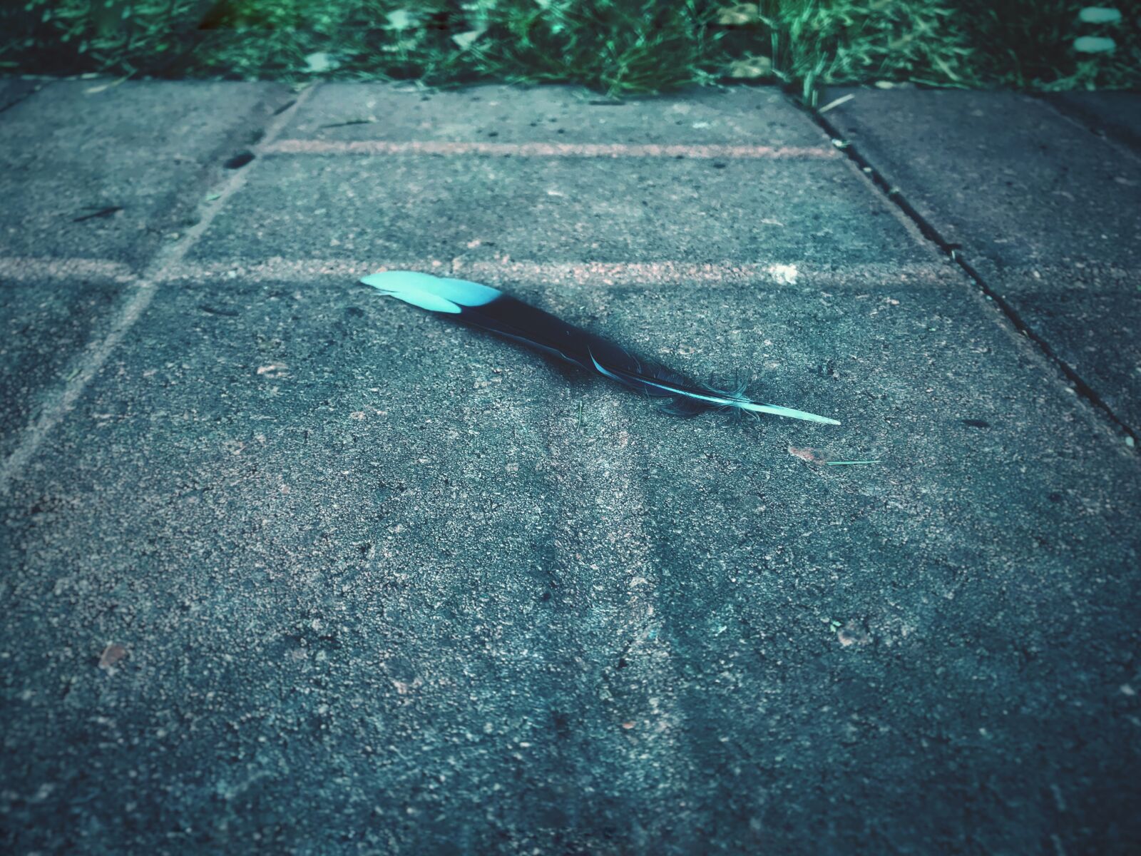 iPhone 7 back camera 3.99mm f/1.8 sample photo. A, bench, emoitional, feather photography