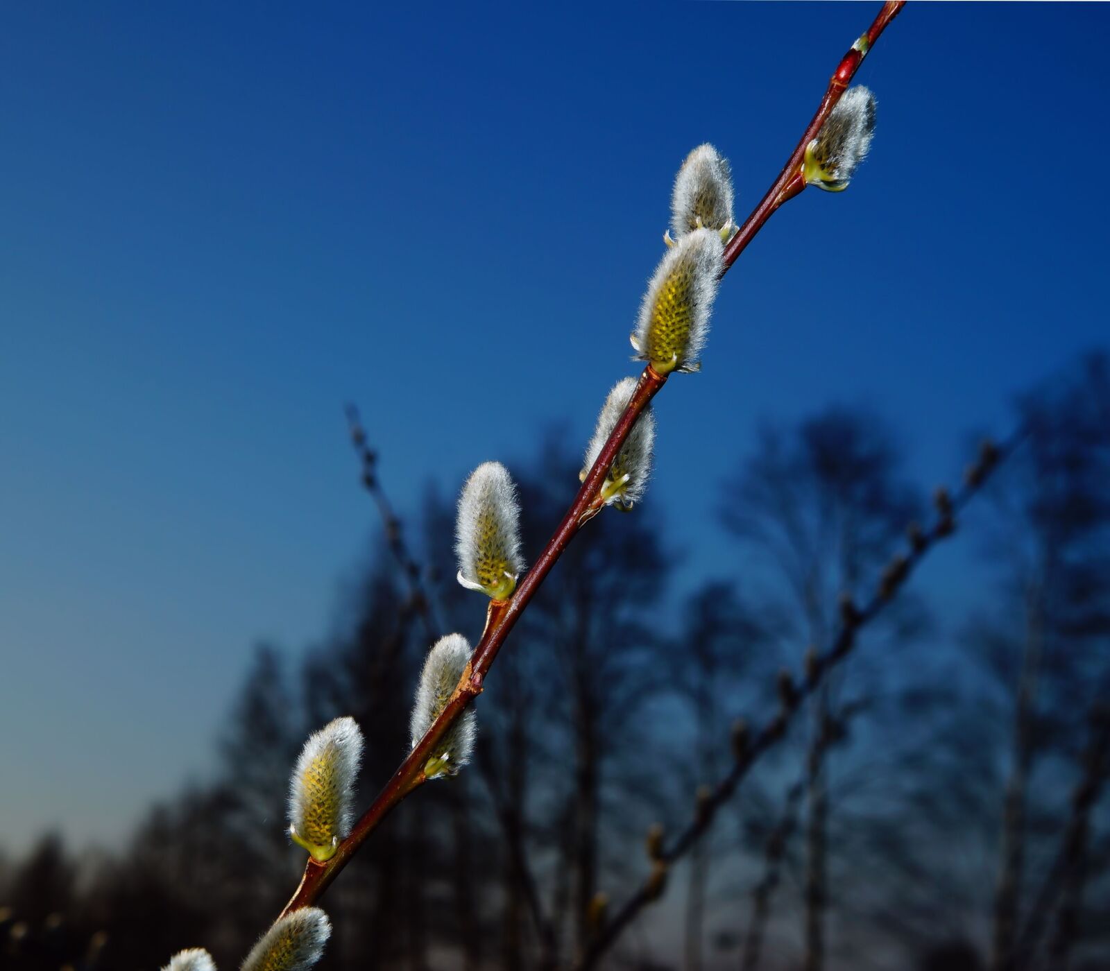 Sony DT 30mm F2.8 Macro SAM sample photo. Pasture, willow catkin, blossom photography