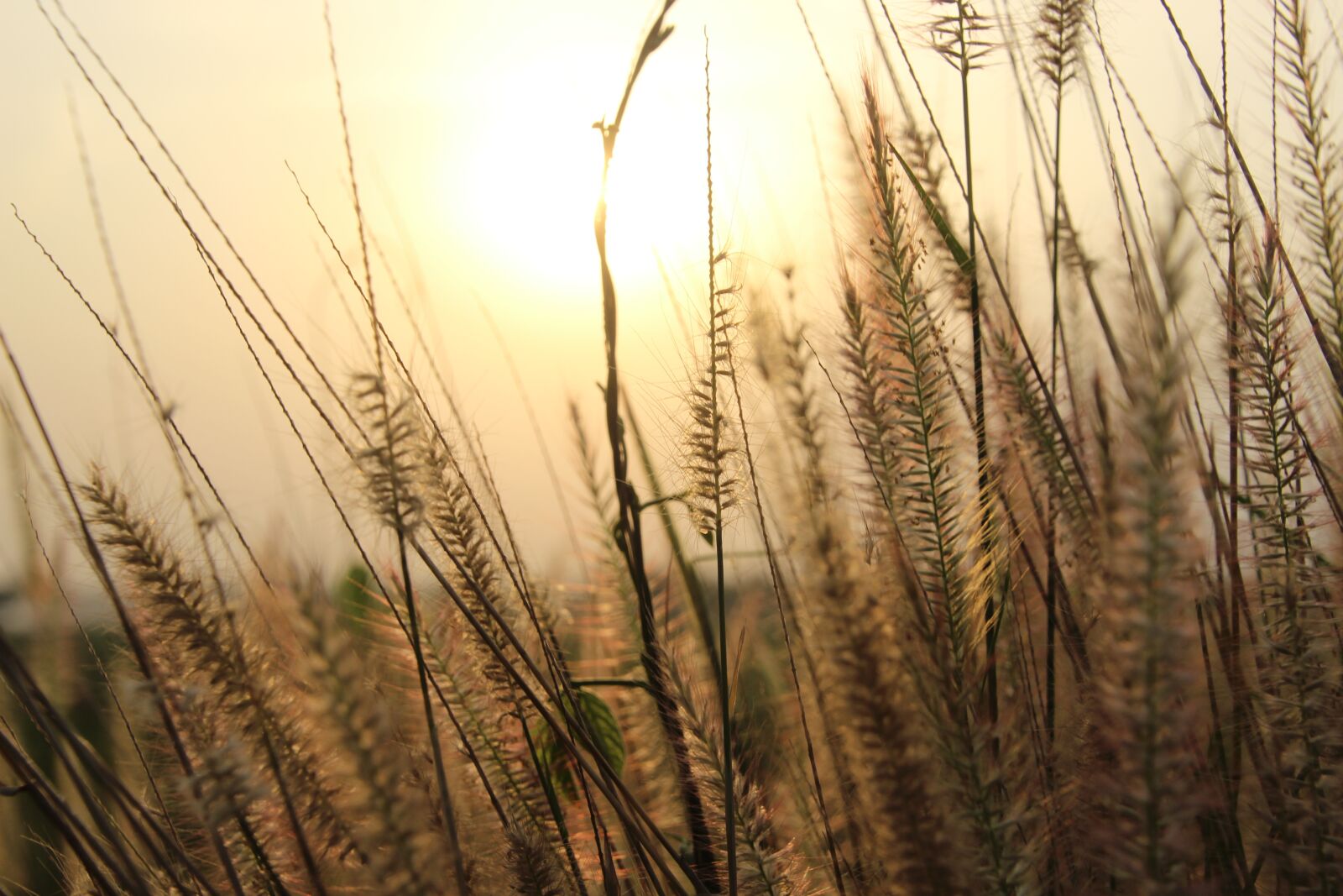Canon EOS 600D (Rebel EOS T3i / EOS Kiss X5) sample photo. Sunset, sky, sunrise photography