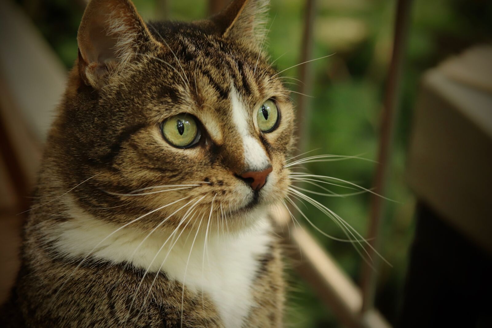 Canon EOS 800D (EOS Rebel T7i / EOS Kiss X9i) sample photo. Domestic cat, cat, mackerel photography