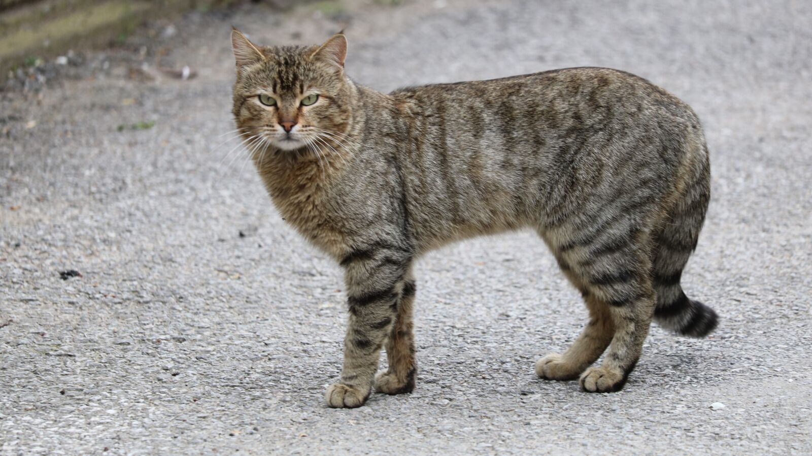 Canon EOS 750D (EOS Rebel T6i / EOS Kiss X8i) sample photo. Animals, cat, cute photography