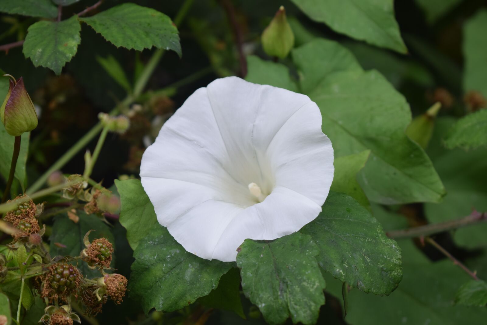 Nikon D3300 sample photo. White, flower, park photography