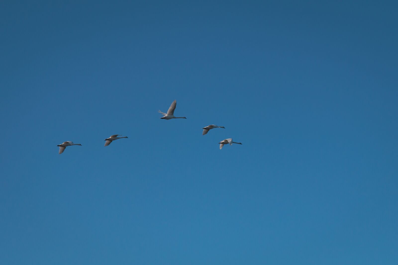 Canon EOS 70D sample photo. Geese, sky, flying photography