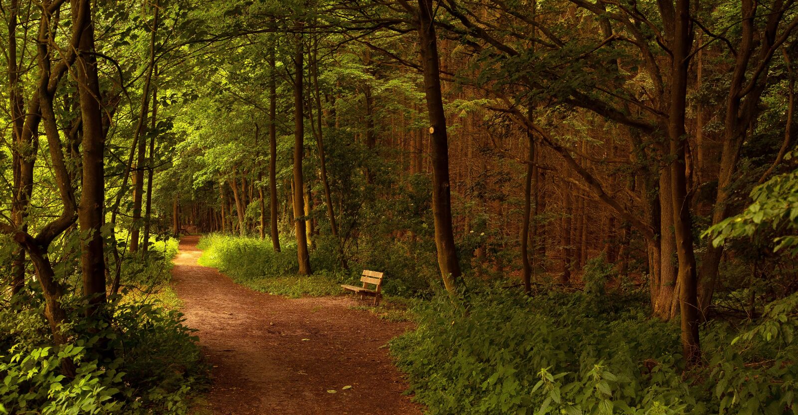 Canon EOS 6D + Canon EF 24-105mm F4L IS USM sample photo. Figtree, annas hoeve, forest photography