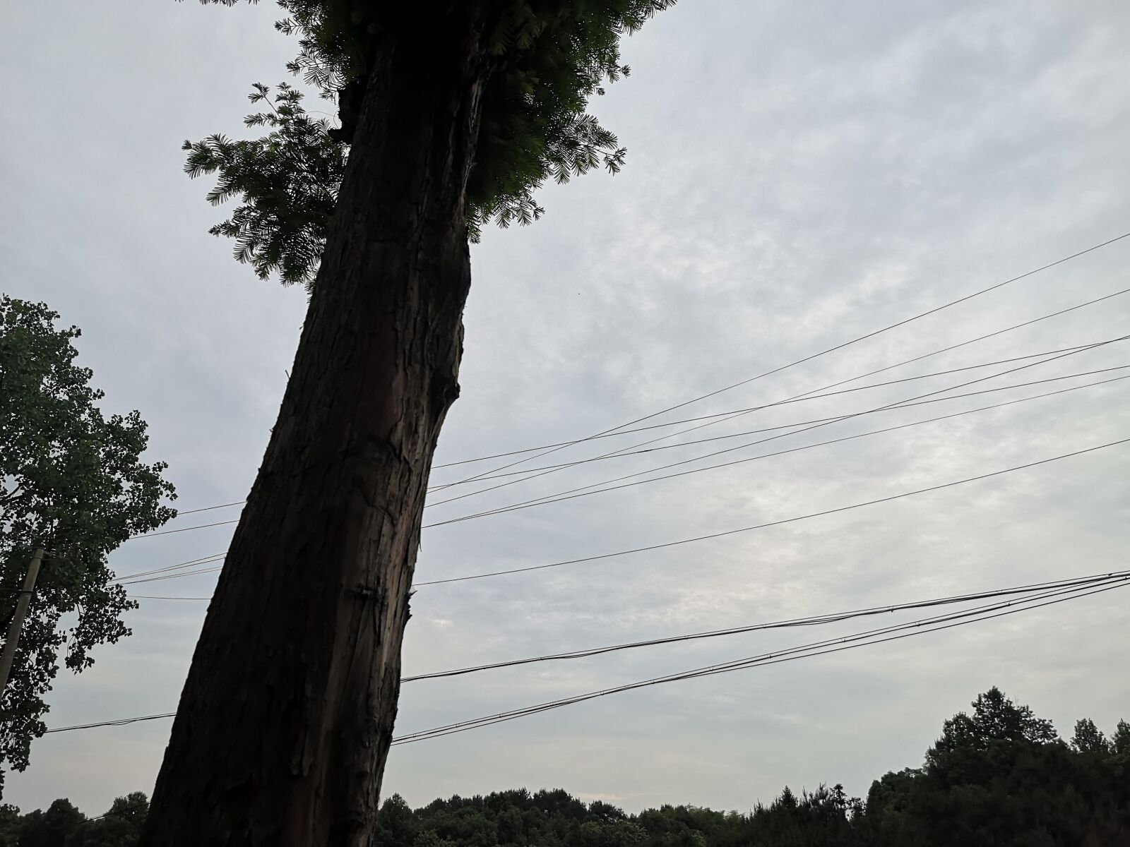 HUAWEI P20 sample photo. Tree, wire, sky photography