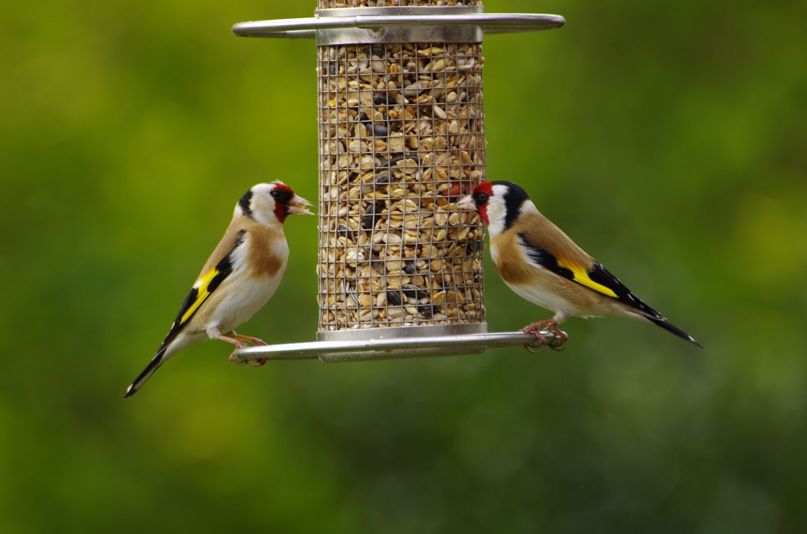 Pentax K-5 sample photo. Stieglitz, goldfinch, couple photography