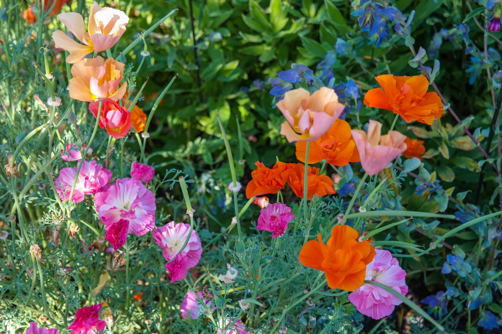 Samsung NX300 sample photo. Flowers, vetches, garden photography