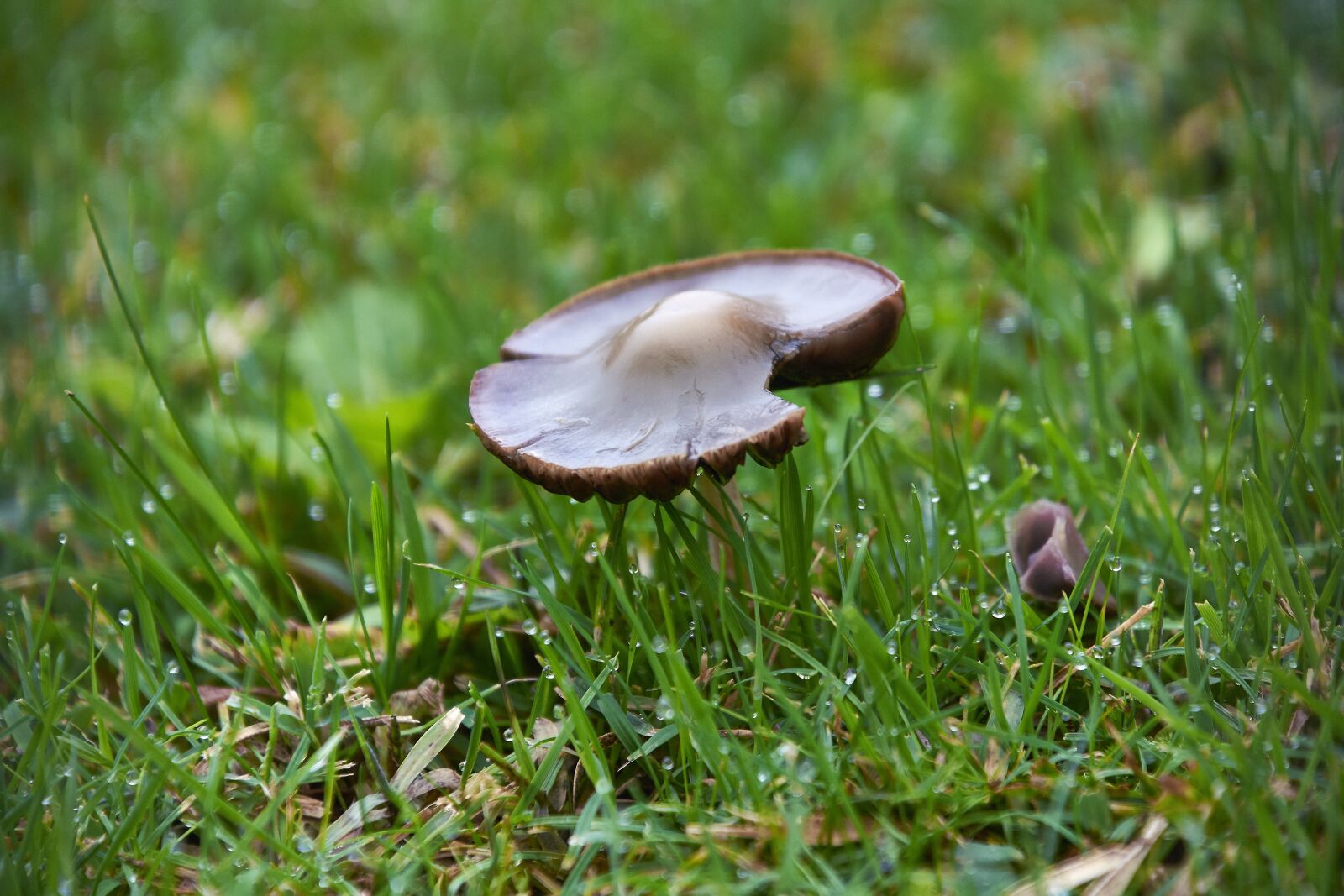 Nikon D7200 sample photo. Nature, mushrooms, mushroom photography
