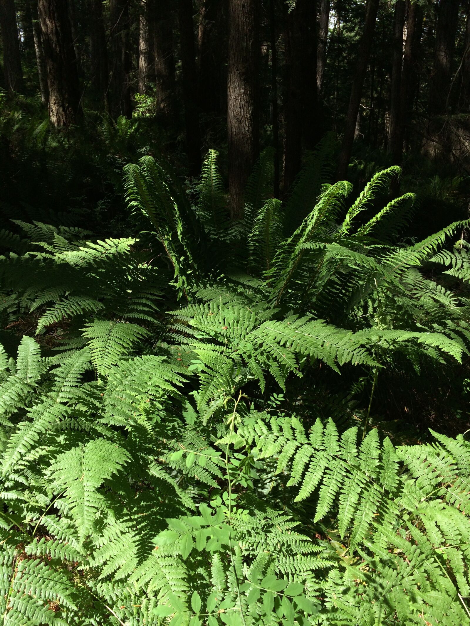 iPhone 5s back camera 4.15mm f/2.2 sample photo. Ferns, forest, nature photography