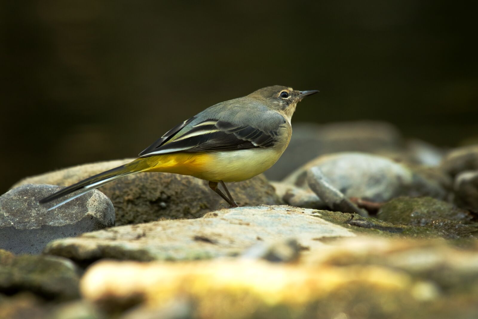 Nikon D3200 sample photo. Grey wagtail, natura, bird photography