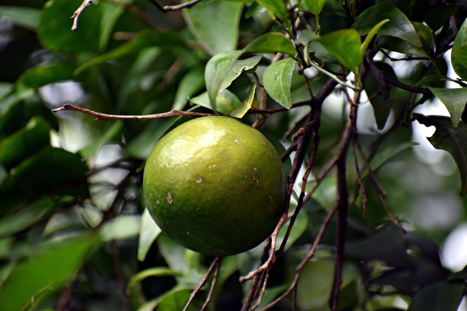 Nikon D3300 sample photo. Orange, raw, food photography