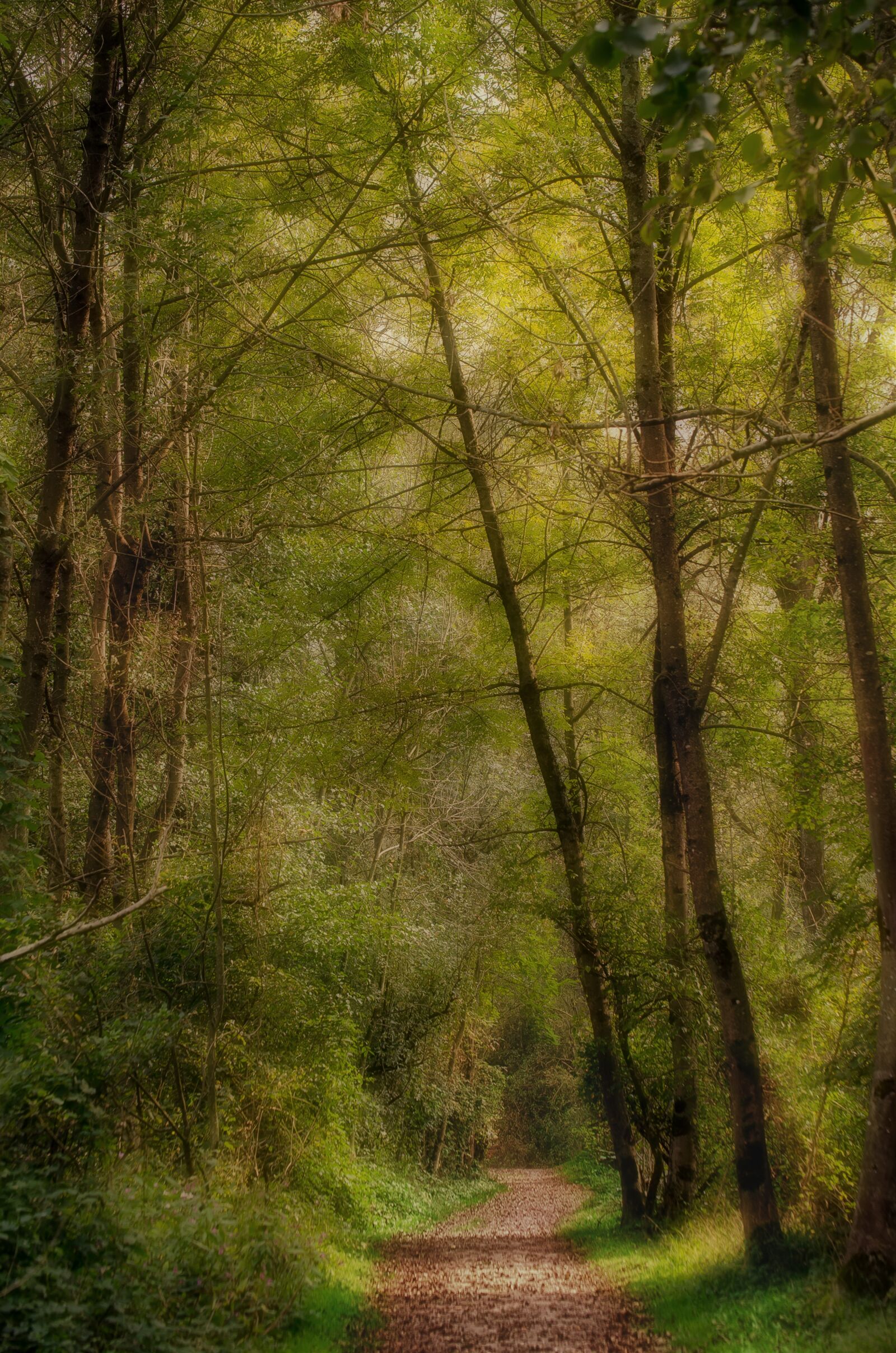 Nikon D7000 sample photo. Forest, nature, autumn photography