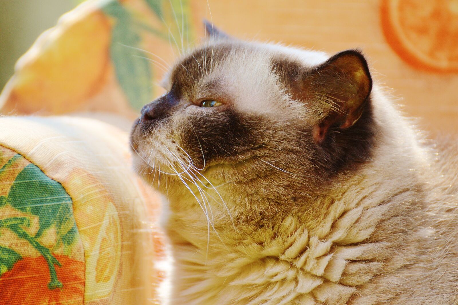 Nikon D3200 sample photo. Sofa, couch, cat photography