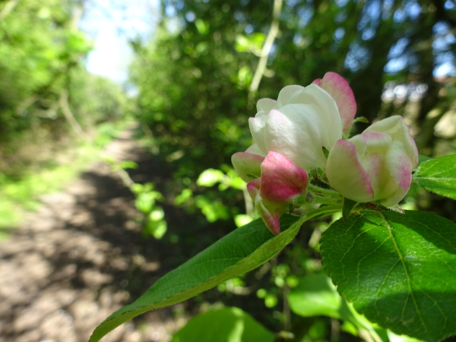 Sony Cyber-shot DSC-WX350 sample photo. Spring, blossom, countryside photography