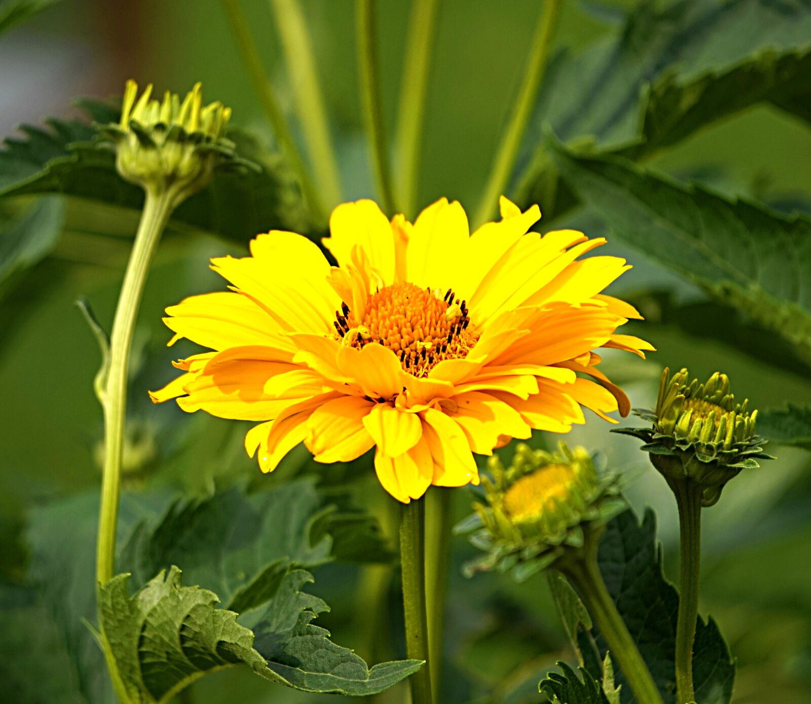 Sony Alpha a5000 (ILCE 5000) + Sony E 55-210mm F4.5-6.3 OSS sample photo. Flower, garden, coneflower photography