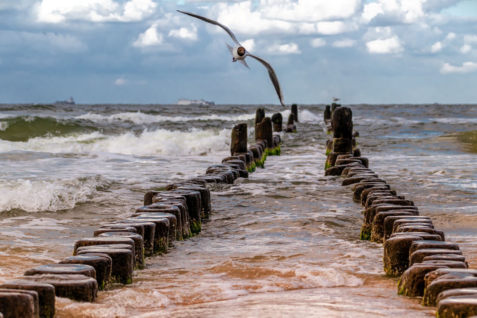 Canon EOS 80D sample photo. Seagull, nature, animal photography