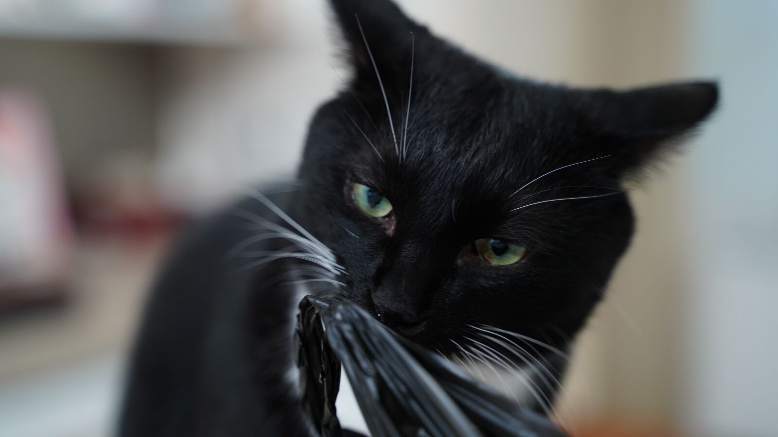 Sony a7 III + Tamron 28-75mm F2.8 Di III RXD sample photo. Cat, kitty, animal photography