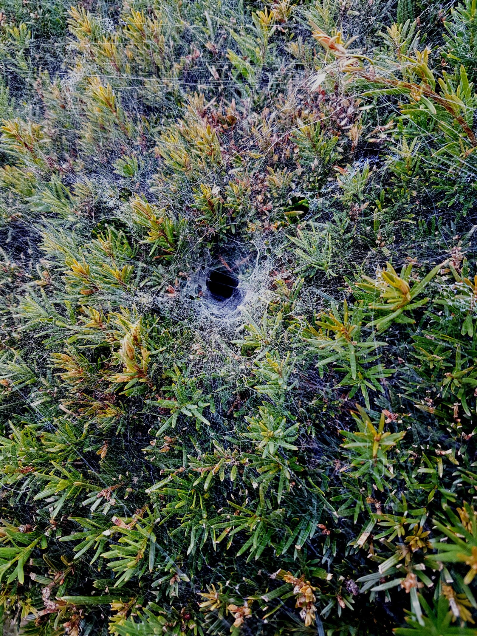 Samsung Galaxy S7 Edge sample photo. Hole, creepy, spider photography