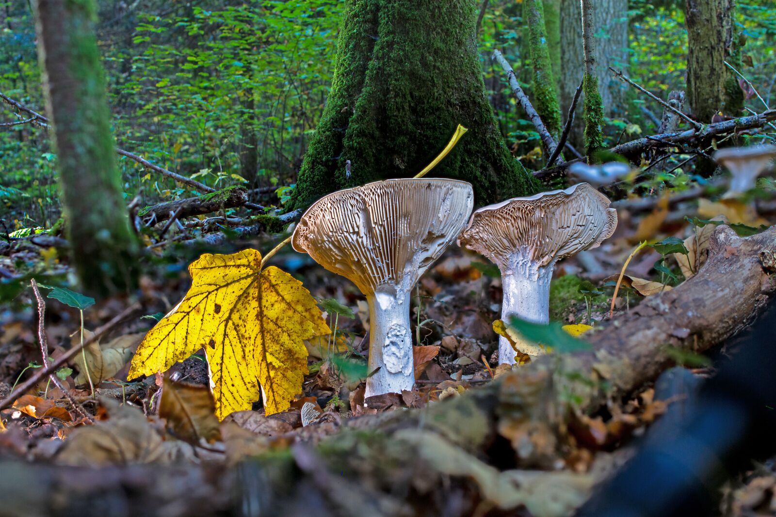 Tamron SP AF 60mm F2 Di II LD IF Macro sample photo. Mushroom, forest, forest mushroom photography