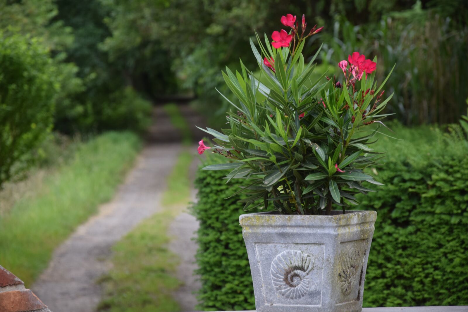 Nikon D5300 sample photo. Summer, green, plant photography