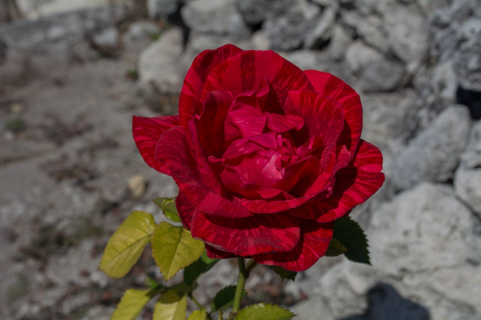 Nikon D5200 sample photo. Rosa, flower, nature photography