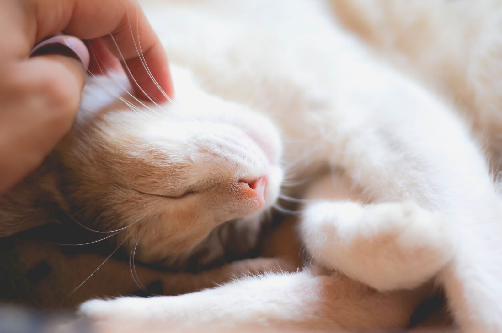 Nikon D5100 sample photo. Sloth, cat, animal photography