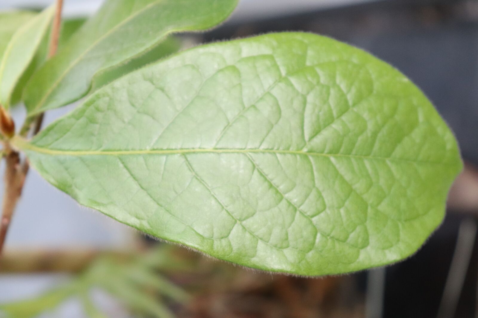 Canon EOS 200D (EOS Rebel SL2 / EOS Kiss X9) sample photo. Leaf, nature, green photography