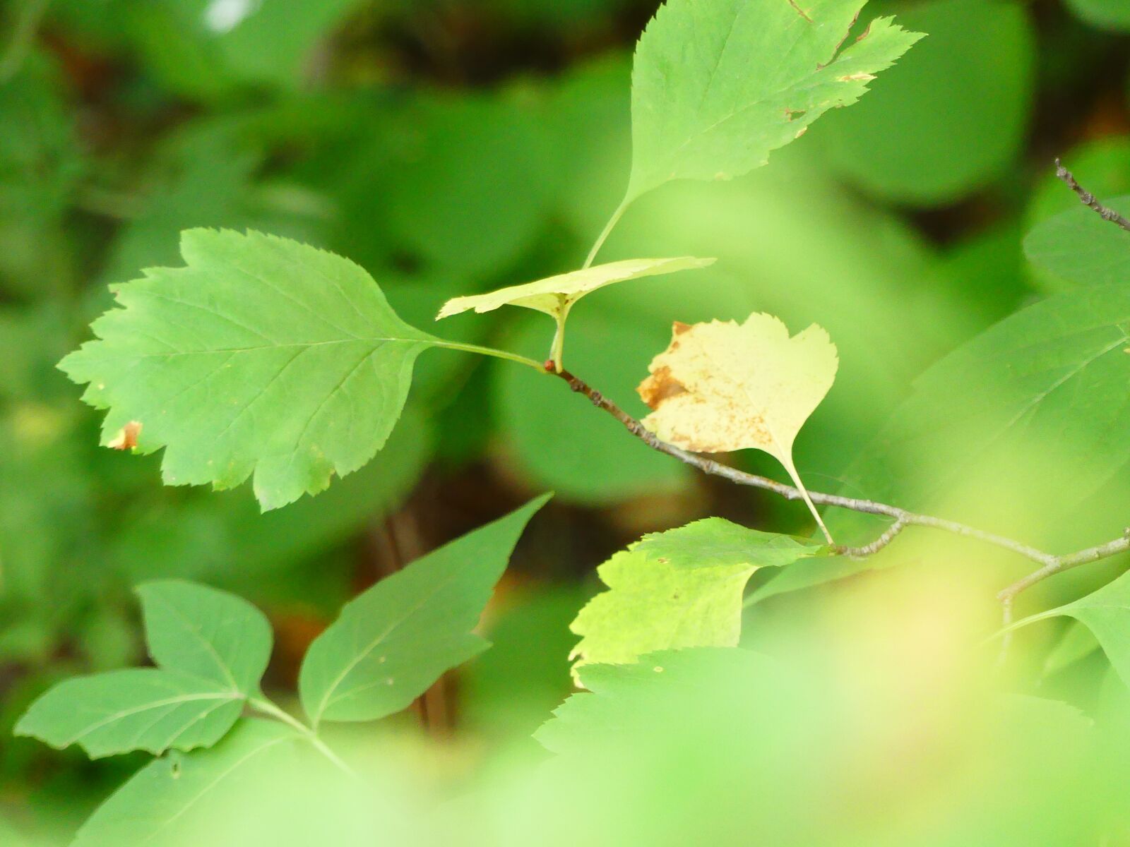 Panasonic Lumix DMC-FZ300 sample photo. Nature, leafage, green photography