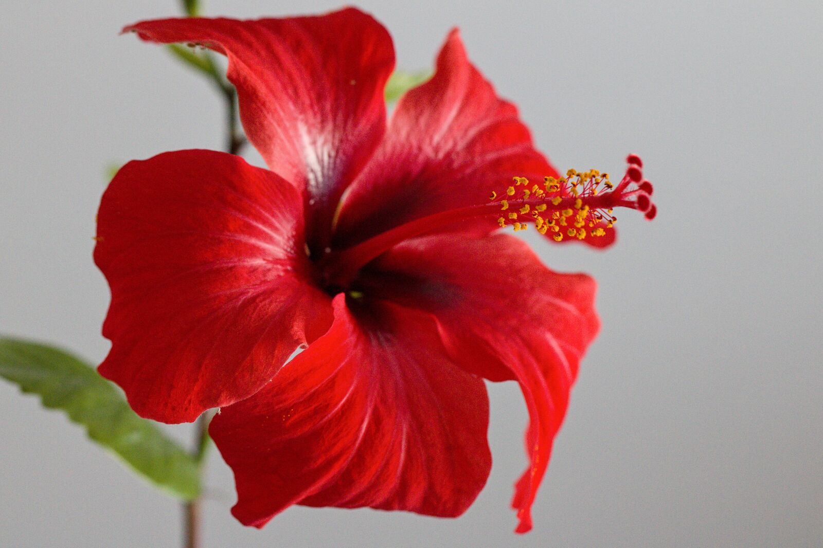 Canon EOS 760D (EOS Rebel T6s / EOS 8000D) sample photo. Flower, hibiscus, red flower photography
