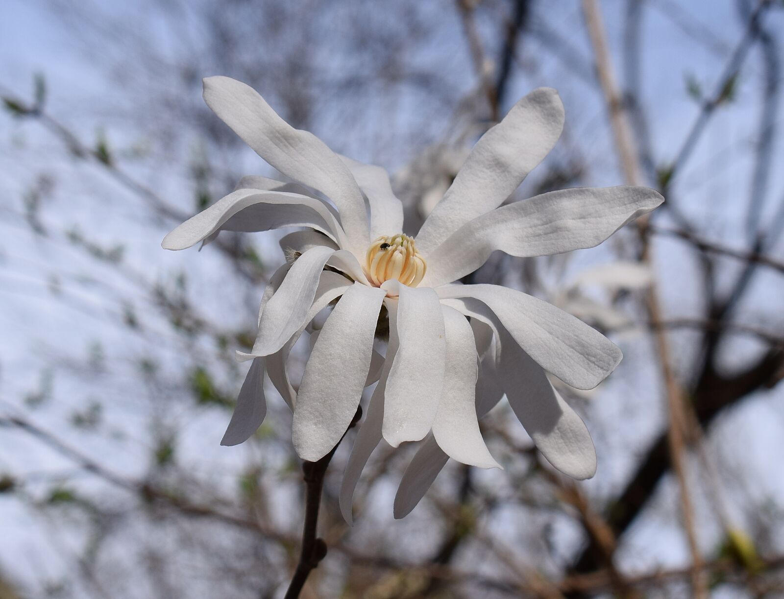 Nikon D3300 sample photo. Star magnolia, magnolia, tree photography