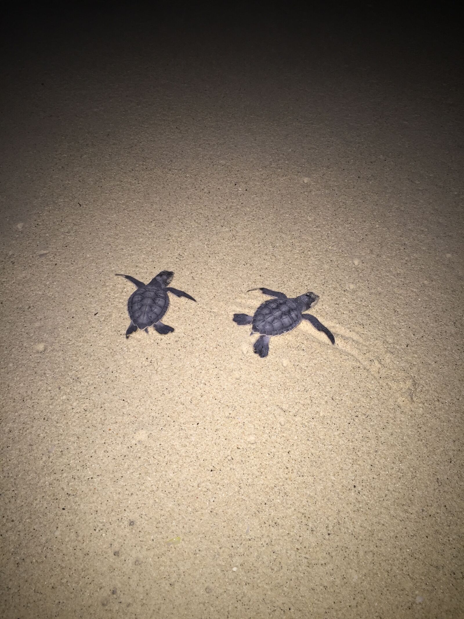 iPhone 6 Plus back camera 4.15mm f/2.2 sample photo. Turtles, sand, beach photography
