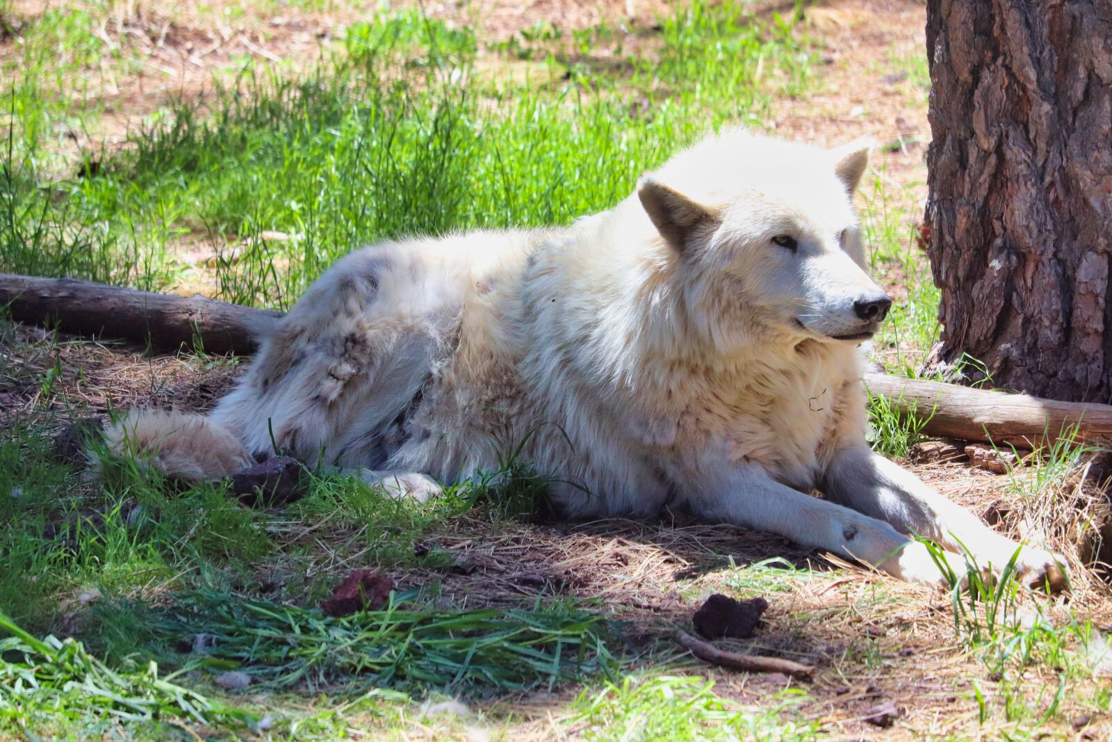 Canon EOS 200D (EOS Rebel SL2 / EOS Kiss X9) sample photo. Wolf, forest, nature photography