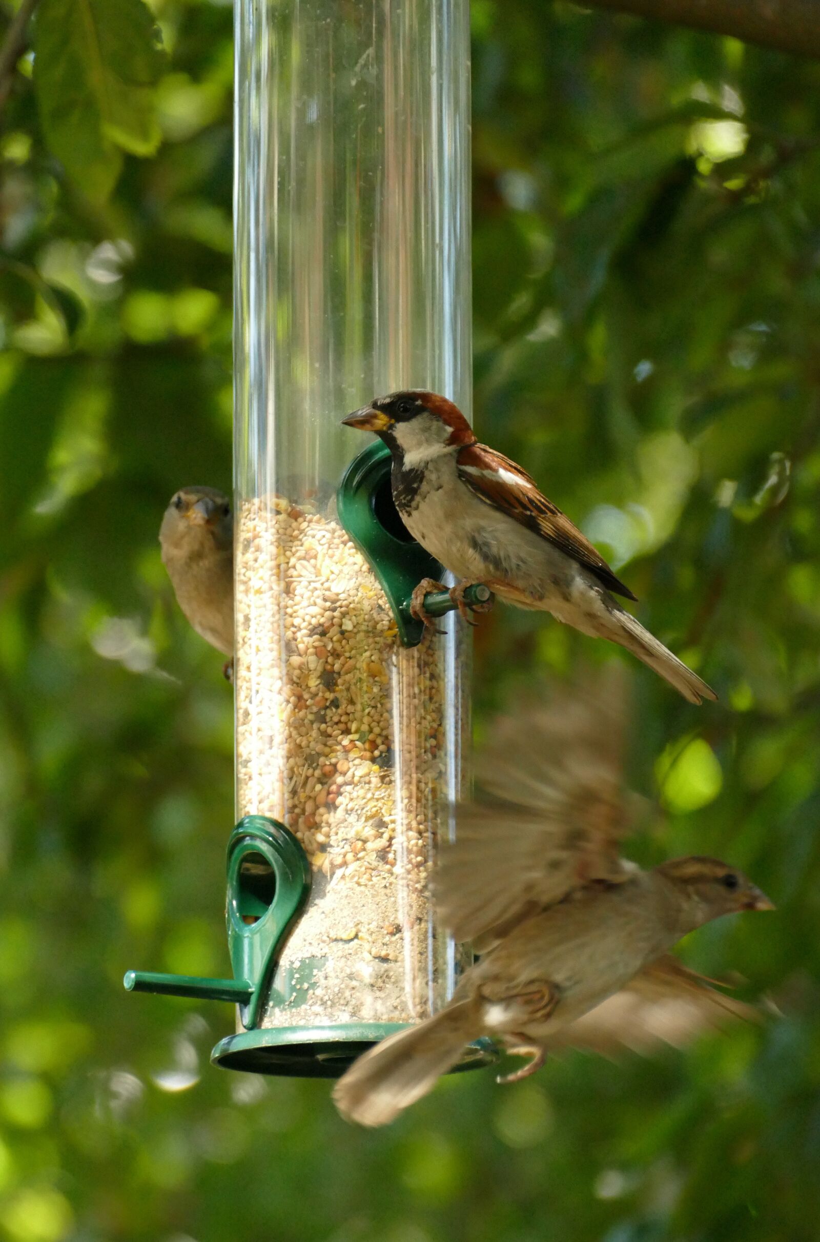 Panasonic Lumix DMC-FZ1000 sample photo. Bird, seed, food photography