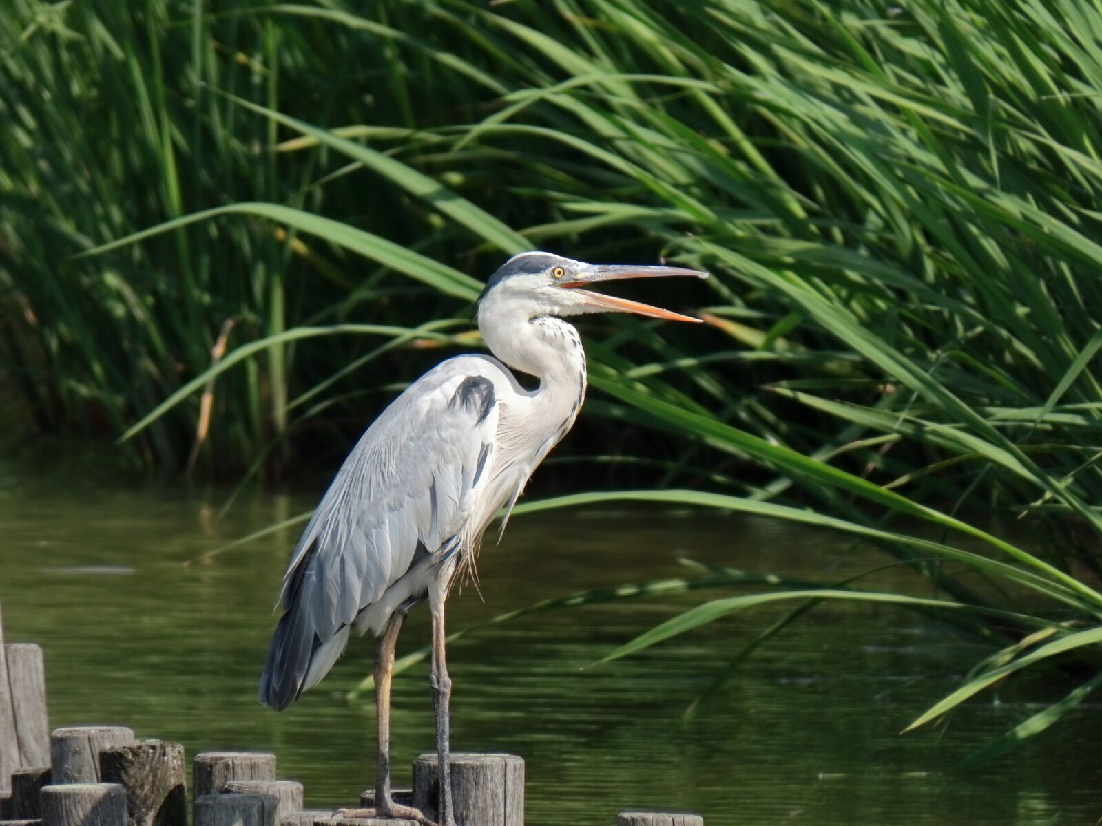Canon PowerShot SX70 HS sample photo. Animal, pond, water photography